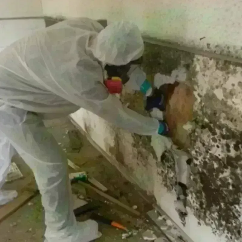 Mold Remediation and Removal in Hesston, KS